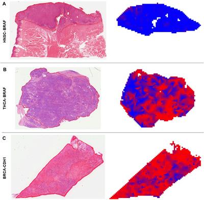 Predicting Mutational Status of Driver and Suppressor Genes Directly from Histopathology With Deep Learning: A Systematic Study Across 23 Solid Tumor Types